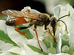 Great Golden Digger Wasp